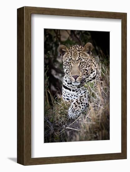 Londolozi Reserve, South Africa. Close-up of Leopard Resting in a Tree-Janet Muir-Framed Photographic Print