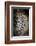 Londolozi Reserve, South Africa. Close-up of Leopard Resting in a Tree-Janet Muir-Framed Photographic Print