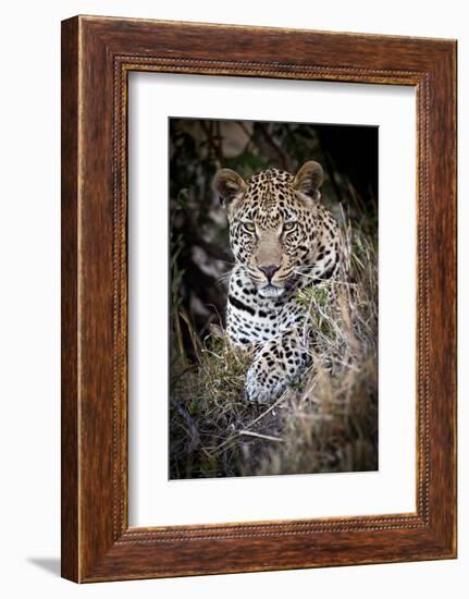 Londolozi Reserve, South Africa. Close-up of Leopard Resting in a Tree-Janet Muir-Framed Photographic Print