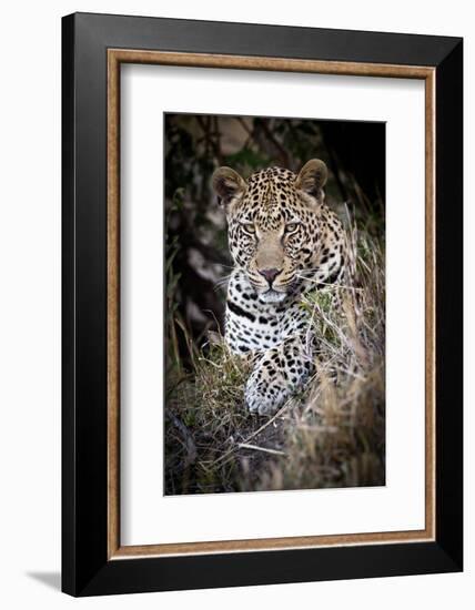 Londolozi Reserve, South Africa. Close-up of Leopard Resting in a Tree-Janet Muir-Framed Photographic Print