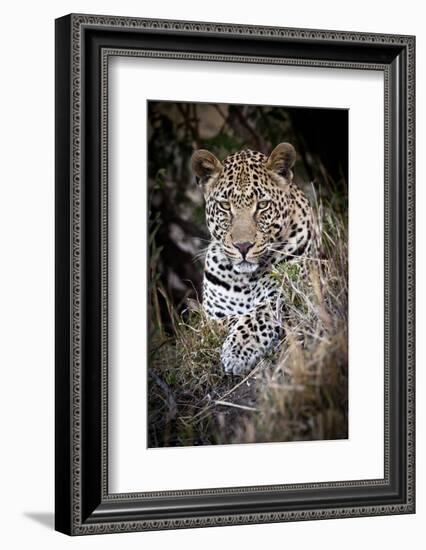 Londolozi Reserve, South Africa. Close-up of Leopard Resting in a Tree-Janet Muir-Framed Photographic Print