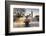 London Big Ben with Gabo's fountain in foreground-Charles Bowman-Framed Photographic Print