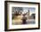 London Big Ben with Gabo's fountain in foreground-Charles Bowman-Framed Photographic Print