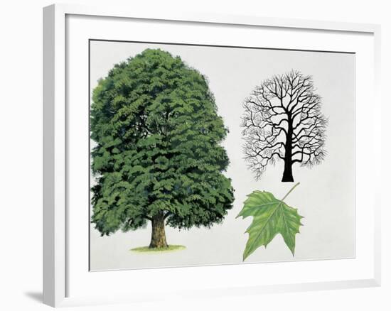 London Plane Trees and its Leaf (Platanus Hispanica)-null-Framed Giclee Print