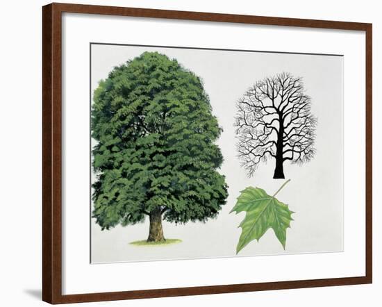 London Plane Trees and its Leaf (Platanus Hispanica)-null-Framed Giclee Print