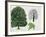 London Plane Trees and its Leaf (Platanus Hispanica)-null-Framed Giclee Print