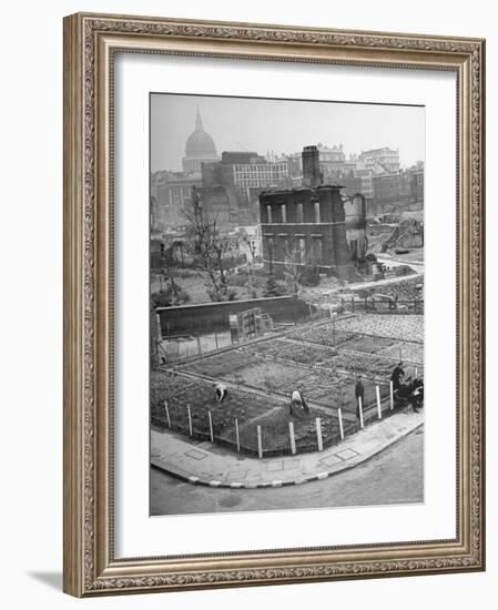 London's East End Residents Cultivating Vegetable Garden in Bombed Ruins-Hans Wild-Framed Photographic Print