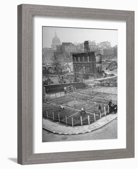 London's East End Residents Cultivating Vegetable Garden in Bombed Ruins-Hans Wild-Framed Photographic Print