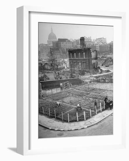 London's East End Residents Cultivating Vegetable Garden in Bombed Ruins-Hans Wild-Framed Photographic Print