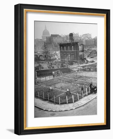 London's East End Residents Cultivating Vegetable Garden in Bombed Ruins-Hans Wild-Framed Photographic Print