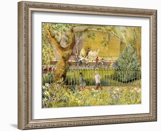 London Zoo, Camels-Mary Kuper-Framed Giclee Print