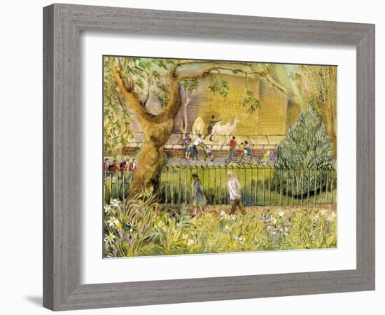 London Zoo, Camels-Mary Kuper-Framed Giclee Print