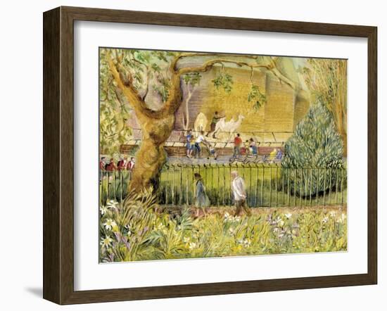 London Zoo, Camels-Mary Kuper-Framed Giclee Print