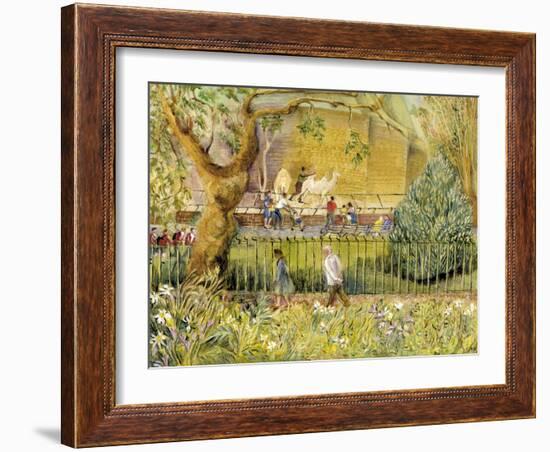 London Zoo, Camels-Mary Kuper-Framed Giclee Print