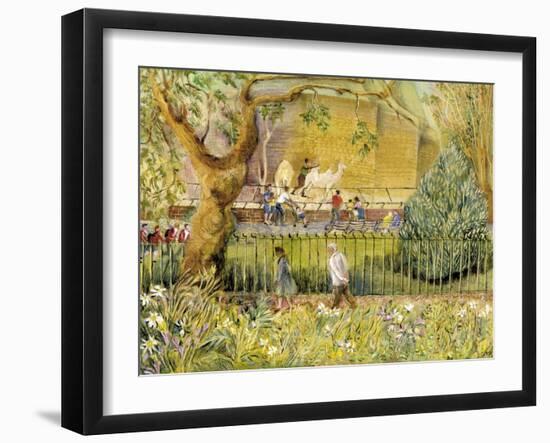 London Zoo, Camels-Mary Kuper-Framed Giclee Print