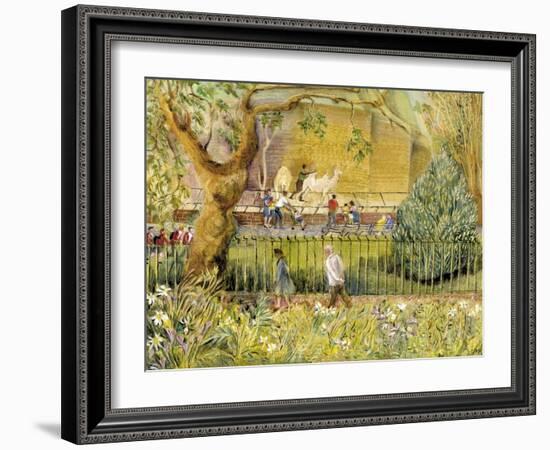 London Zoo, Camels-Mary Kuper-Framed Giclee Print