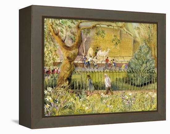 London Zoo, Camels-Mary Kuper-Framed Premier Image Canvas