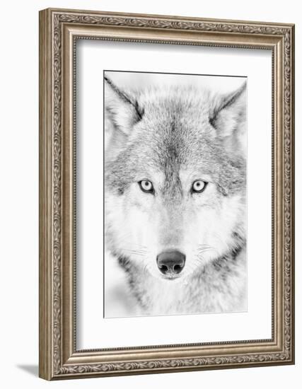 Lone Alaskan Gray Wolf II-Danita Delimont-Framed Photographic Print