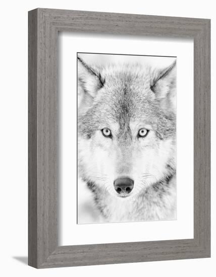 Lone Alaskan Gray Wolf II-Danita Delimont-Framed Photographic Print