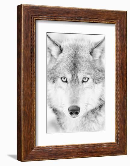 Lone Alaskan Gray Wolf II-Danita Delimont-Framed Photographic Print