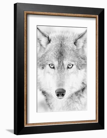 Lone Alaskan Gray Wolf II-Danita Delimont-Framed Photographic Print