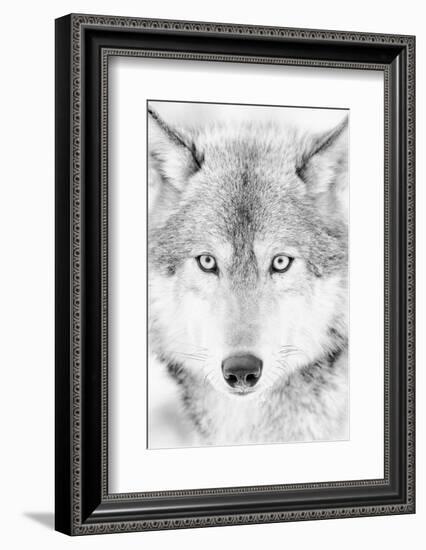 Lone Alaskan Gray Wolf II-Danita Delimont-Framed Photographic Print