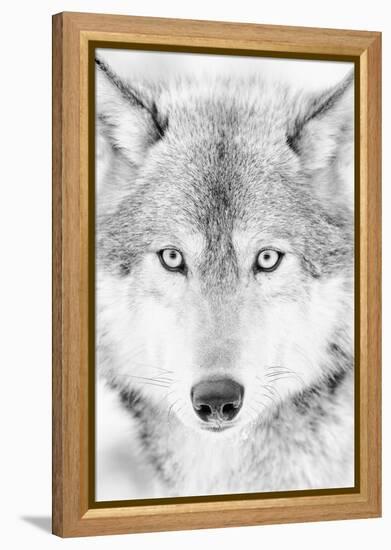 Lone Alaskan Gray Wolf II-Danita Delimont-Framed Premier Image Canvas