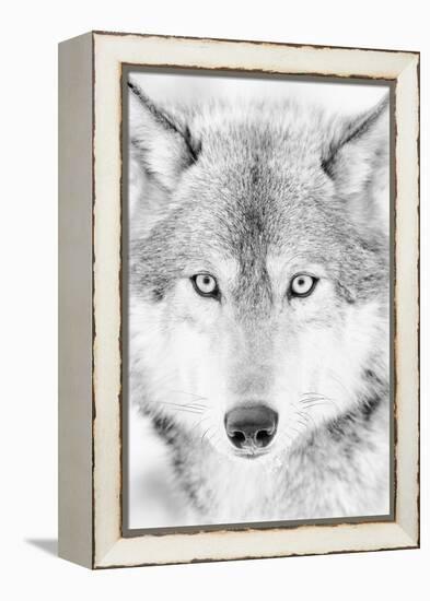 Lone Alaskan Gray Wolf II-Danita Delimont-Framed Premier Image Canvas