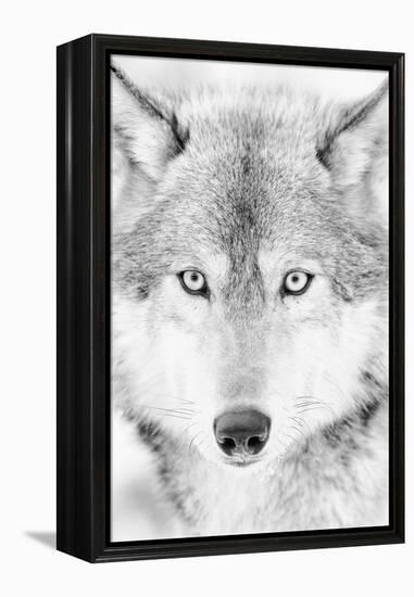 Lone Alaskan Gray Wolf II-Danita Delimont-Framed Premier Image Canvas