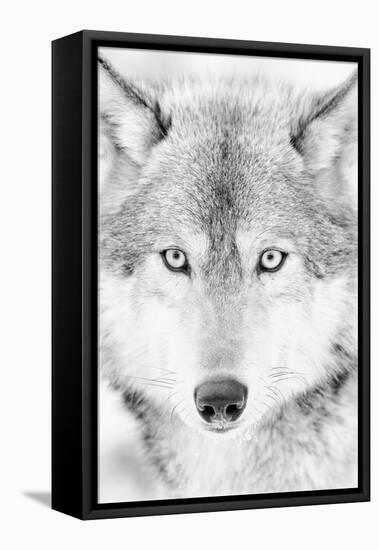 Lone Alaskan Gray Wolf II-Danita Delimont-Framed Premier Image Canvas