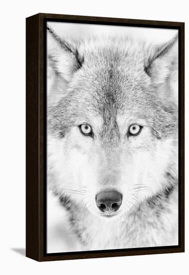 Lone Alaskan Gray Wolf II-Danita Delimont-Framed Premier Image Canvas