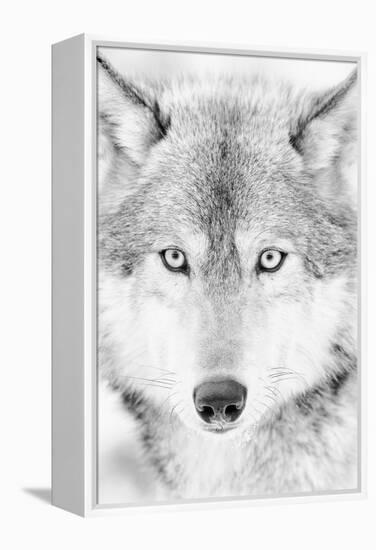 Lone Alaskan Gray Wolf II-Danita Delimont-Framed Premier Image Canvas