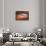 Lone Bird-Ursula Abresch-Framed Premier Image Canvas displayed on a wall