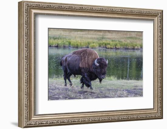 Lone Bison (Buffalo) (Bison Bison)-Michael Nolan-Framed Photographic Print