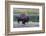 Lone Bison (Buffalo) (Bison Bison)-Michael Nolan-Framed Photographic Print