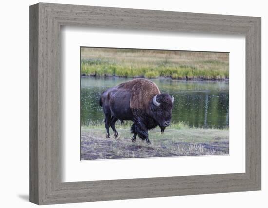 Lone Bison (Buffalo) (Bison Bison)-Michael Nolan-Framed Photographic Print
