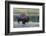 Lone Bison (Buffalo) (Bison Bison)-Michael Nolan-Framed Photographic Print