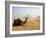 Lone Camel Gazes Across the Giza Plateau Outside Cairo, Egypt-Dave Bartruff-Framed Photographic Print