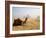 Lone Camel Gazes Across the Giza Plateau Outside Cairo, Egypt-Dave Bartruff-Framed Photographic Print