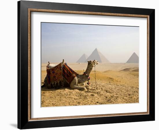 Lone Camel Gazes Across the Giza Plateau Outside Cairo, Egypt-Dave Bartruff-Framed Photographic Print