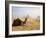 Lone Camel Gazes Across the Giza Plateau Outside Cairo, Egypt-Dave Bartruff-Framed Photographic Print