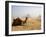 Lone Camel Gazes Across the Giza Plateau Outside Cairo, Egypt-Dave Bartruff-Framed Photographic Print