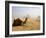 Lone Camel Gazes Across the Giza Plateau Outside Cairo, Egypt-Dave Bartruff-Framed Photographic Print