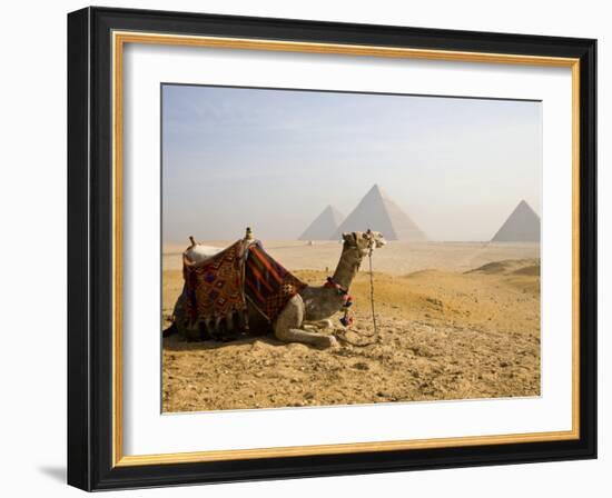 Lone Camel Gazes Across the Giza Plateau Outside Cairo, Egypt-Dave Bartruff-Framed Photographic Print