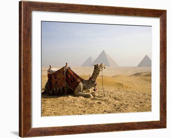 Lone Camel Gazes Across the Giza Plateau Outside Cairo, Egypt-Dave Bartruff-Framed Photographic Print