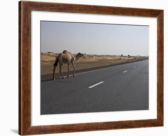 Lone Camel Walking Along a Road Through the Desert Near Dubai, United Arab Emirates, Middle East-Martin Child-Framed Photographic Print