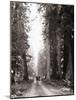 Lone Car on Forest Dirt Road-Bettmann-Mounted Photographic Print