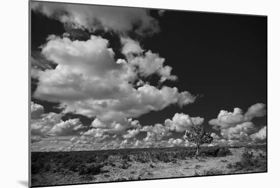 Lone Cedar Tree, New Mexico-Steve Gadomski-Mounted Photographic Print