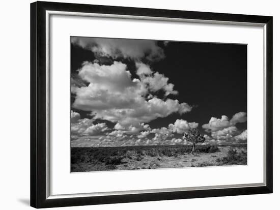 Lone Cedar Tree, New Mexico-Steve Gadomski-Framed Photographic Print