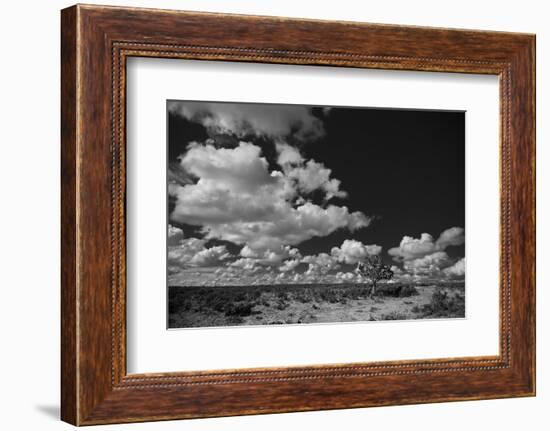 Lone Cedar Tree, New Mexico-Steve Gadomski-Framed Photographic Print